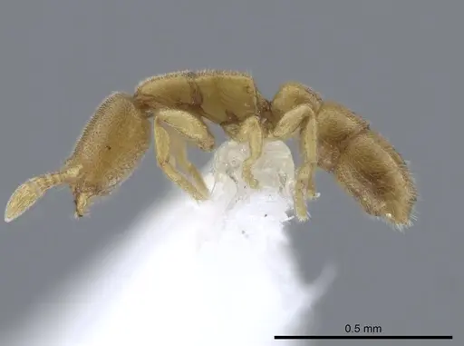 Prionopelta amieti specimen CASENT0629693 image casent0629693_3