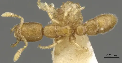 Prionopelta amieti specimen CASENT0902631 image casent0902631_1