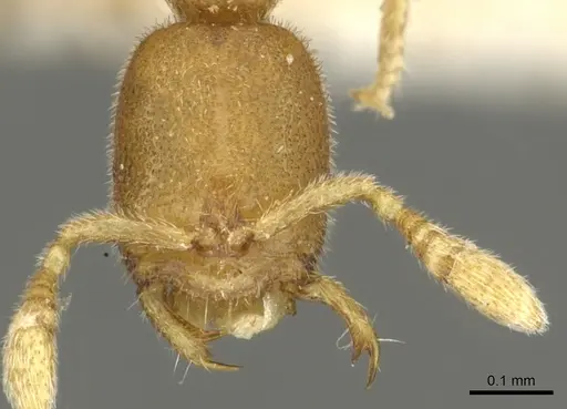 Prionopelta amieti specimen CASENT0902631 image casent0902631_2