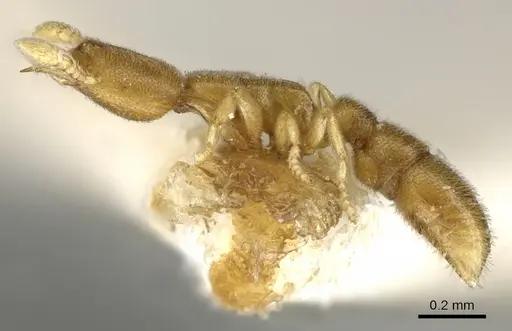 Prionopelta amieti specimen CASENT0902631 image casent0902631_3