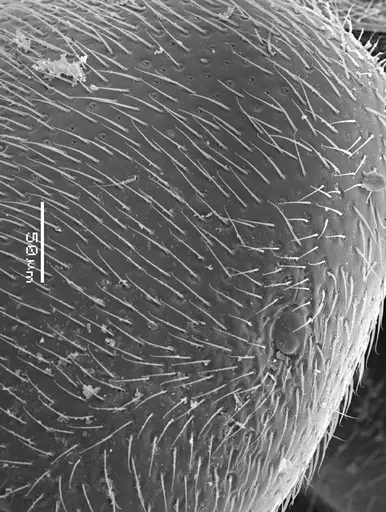 Prionopelta antillana specimen ANTWEB1041469 image antweb1041469_1