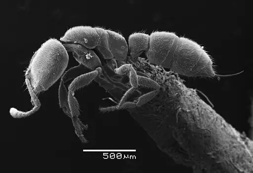 Prionopelta antillana specimen ANTWEB1041469 image antweb1041469_2