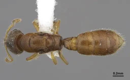 Prionopelta antillana specimen ANTWEB1041470 image antweb1041470_1