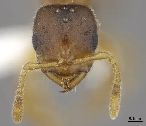Prionopelta antillana specimen ANTWEB1041470 image antweb1041470_2