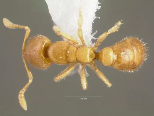 Prionopelta antillana specimen CASENT0006076 image casent0006076_1