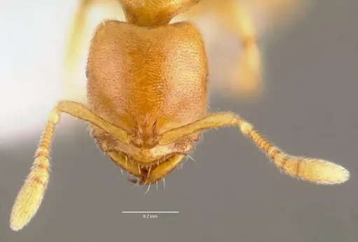 Prionopelta antillana specimen CASENT0006076 image casent0006076_2