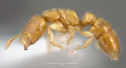 Prionopelta antillana specimen CASENT0006076 image casent0006076_3