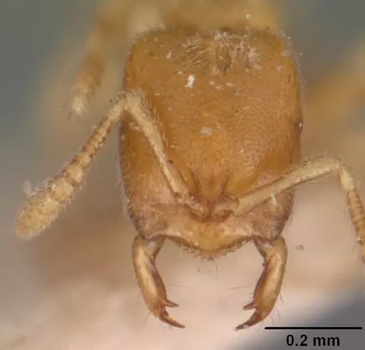 Prionopelta antillana specimen CASENT0102529 image casent0102529_2