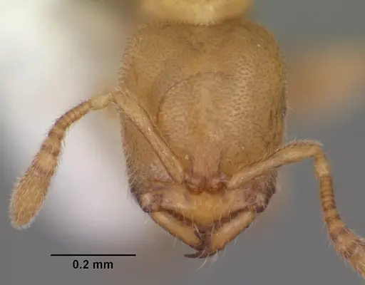 Prionopelta antillana specimen CASENT0103911 image casent0103911_2