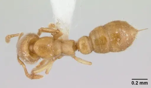 Prionopelta antillana specimen CASENT0178694 image casent0178694_1