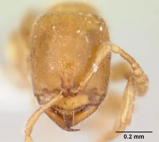 Prionopelta antillana specimen CASENT0178694 image casent0178694_2