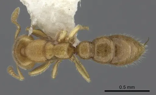 Prionopelta antillana specimen CASENT0260463 image casent0260463_1