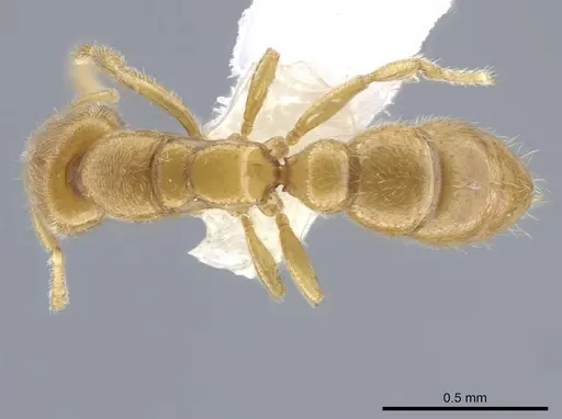 Prionopelta antillana specimen CASENT0601692 image casent0601692_1