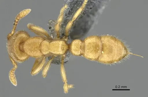 Prionopelta antillana specimen CASENT0767588 image casent0767588_1