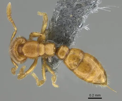 Prionopelta antillana specimen CASENT0767612 image casent0767612_1