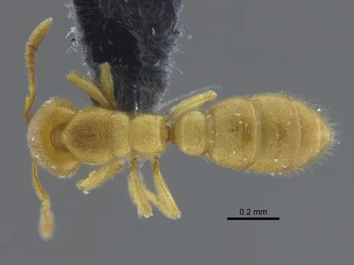 Prionopelta antillana specimen CBUMAGENT41724 image cbumagent41724_1