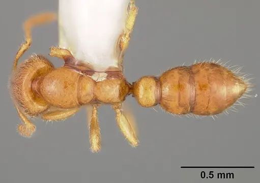 Prionopelta antillana specimen USNMENT00441927 image usnment00441927_1