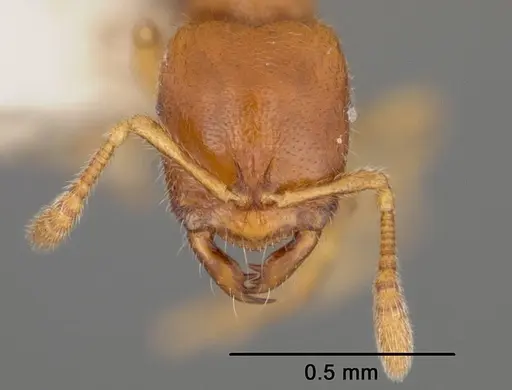 Prionopelta antillana specimen USNMENT00441927 image usnment00441927_2