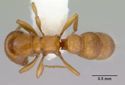 Prionopelta brocha specimen CASENT0172265 image casent0172265_1
