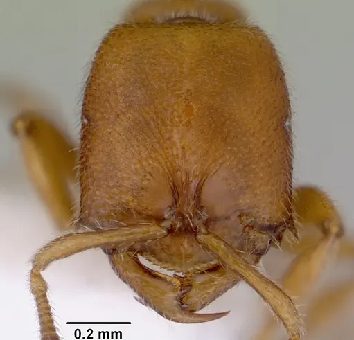 Prionopelta brocha specimen CASENT0172265 image casent0172265_2
