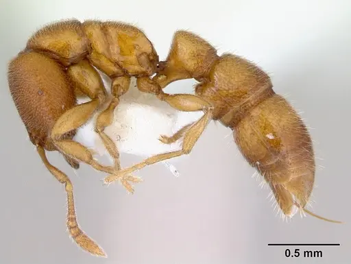 Prionopelta brocha specimen CASENT0172265 image casent0172265_3