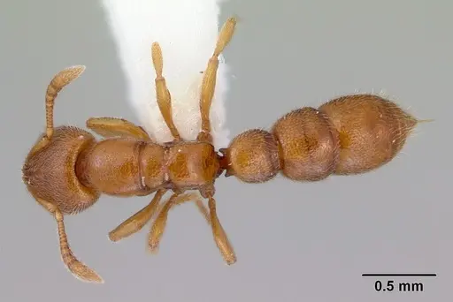Prionopelta brocha specimen CASENT0172299 image casent0172299_1