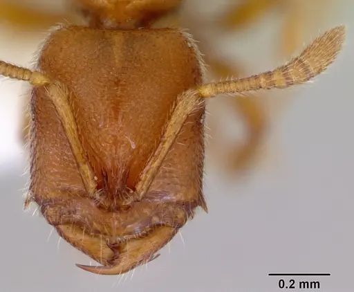 Prionopelta brocha specimen CASENT0172299 image casent0172299_2