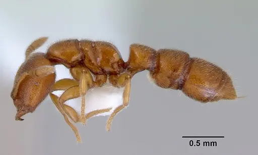 Prionopelta brocha specimen CASENT0172299 image casent0172299_3