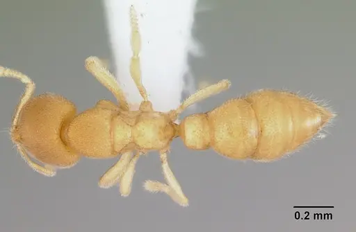 Prionopelta concenta specimen CASENT0004306 image casent0004306_1