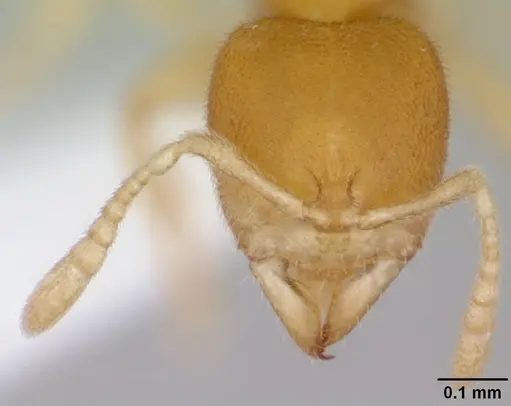 Prionopelta concenta specimen CASENT0004306 image casent0004306_2