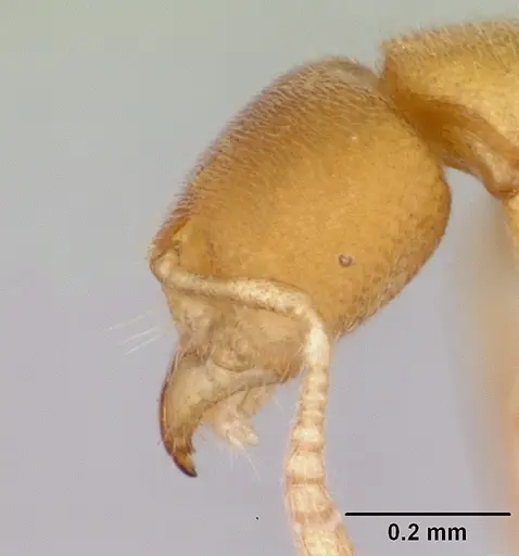 Prionopelta concenta specimen CASENT0004306 image casent0004306_3