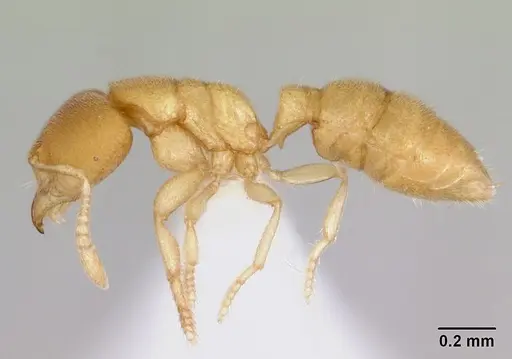 Prionopelta concenta specimen CASENT0004306 image casent0004306_4