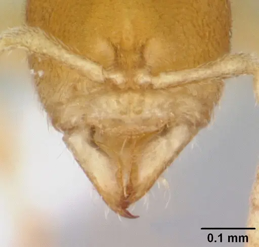 Prionopelta concenta specimen CASENT0004306 image casent0004306_5