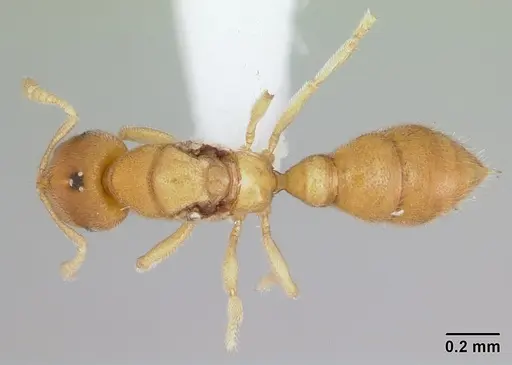 Prionopelta concenta specimen CASENT0004307 image casent0004307_1