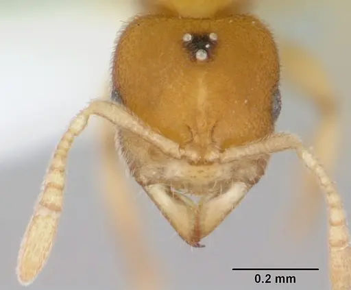 Prionopelta concenta specimen CASENT0004307 image casent0004307_2