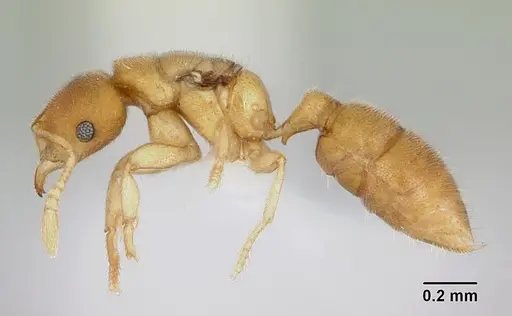 Prionopelta concenta specimen CASENT0004307 image casent0004307_3