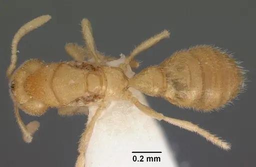 Prionopelta concenta specimen CASENT0102175 image casent0102175_1