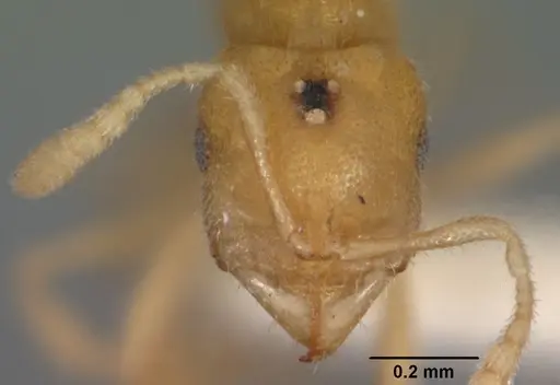Prionopelta concenta specimen CASENT0102175 image casent0102175_2