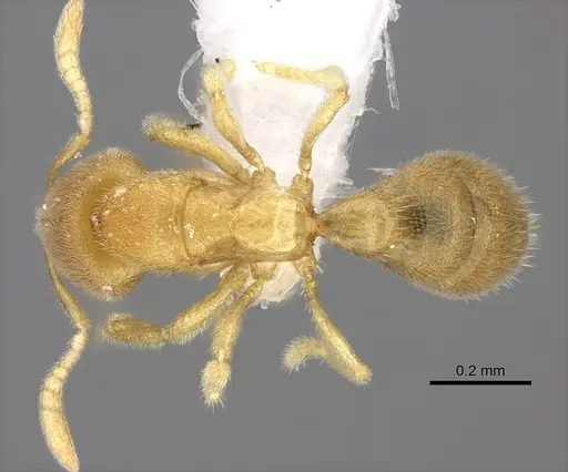 Prionopelta concenta specimen CASENT0235187 image casent0235187_1