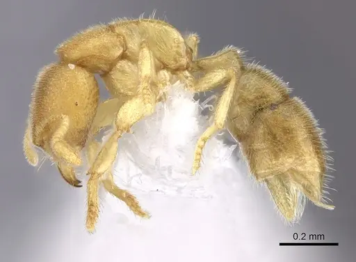 Prionopelta concenta specimen CASENT0235187 image casent0235187_3