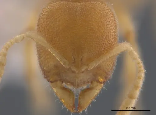 Prionopelta concenta specimen CASENT0746030 image casent0746030_3