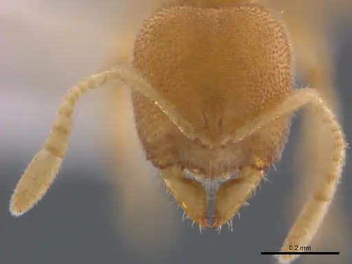 Prionopelta concenta specimen CASENT0746030 image casent0746030_4