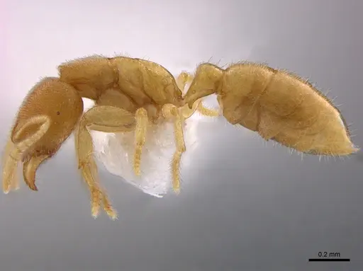 Prionopelta concenta specimen CASENT0746030 image casent0746030_5