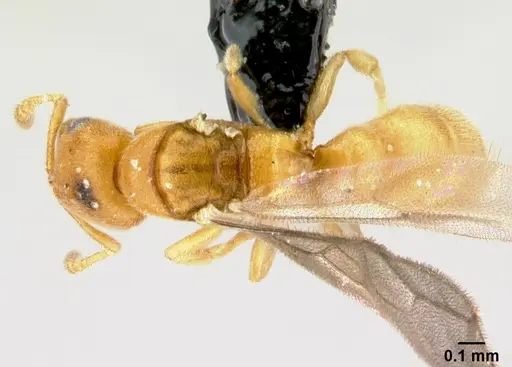 Prionopelta descarpentriesi specimen CASENT0029599 image casent0029599_1
