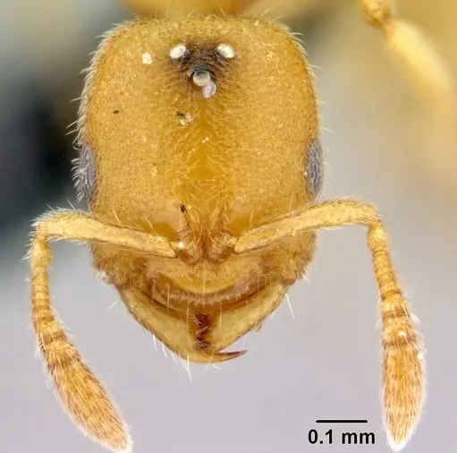 Prionopelta descarpentriesi specimen CASENT0029599 image casent0029599_2