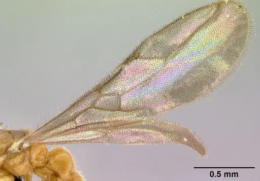 Prionopelta descarpentriesi specimen CASENT0029599 image casent0029599_4