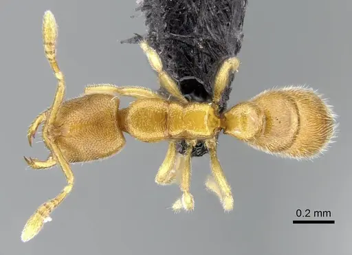Prionopelta descarpentriesi specimen CASENT0034837 image casent0034837_1