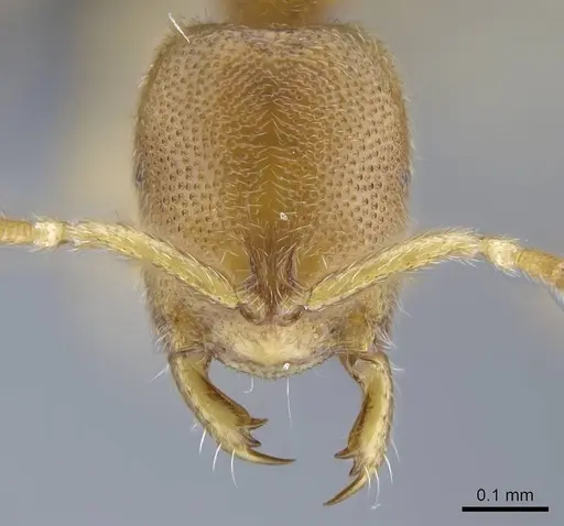 Prionopelta descarpentriesi specimen CASENT0034837 image casent0034837_2