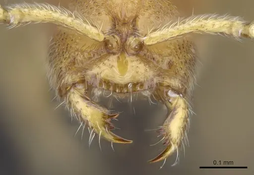 Prionopelta descarpentriesi specimen CASENT0034837 image casent0034837_3
