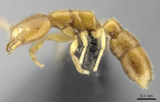 Prionopelta descarpentriesi specimen CASENT0034837 image casent0034837_4
